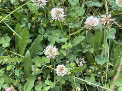 Trifolium repens