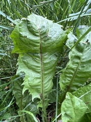 Rumex crispus