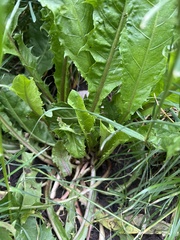 Rumex crispus