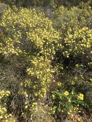 Acacia genistifolia