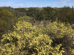 Acacia genistifolia