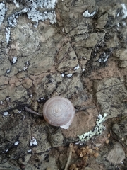 Oestophorella buvinieri