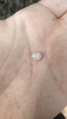 Oestophorella buvinieri