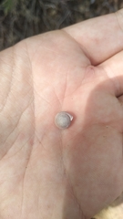 Oestophorella buvinieri