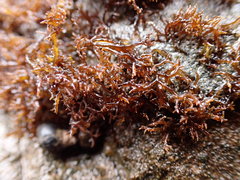 Endocladia