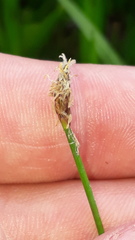 Eleocharis uniglumis