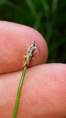 Eleocharis uniglumis
