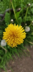 Taraxacum officinale