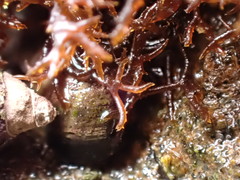 Endocladia
