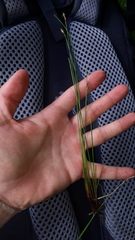 Eleocharis uniglumis