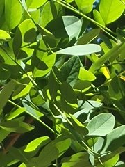 Robinia pseudoacacia