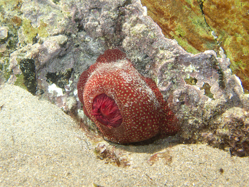 Strawberry Anemone, photo 3 of 10
