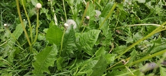 Taraxacum officinale