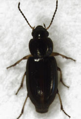 Haplanister crypticus