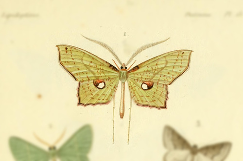Macrotes netrix