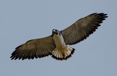 Geranoaetus albicaudatus