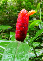 Costus scaber