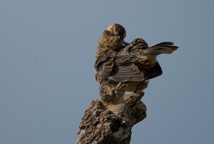 Mimus saturninus