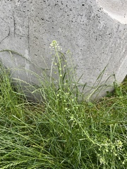 Capsella bursa-pastoris