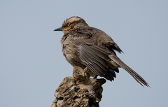 Mimus saturninus