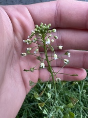 Capsella bursa-pastoris
