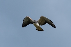 Geranoaetus albicaudatus