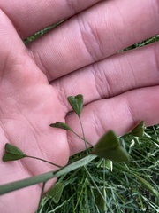 Capsella bursa-pastoris