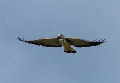 Geranoaetus albicaudatus