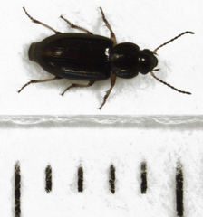 Haplanister crypticus