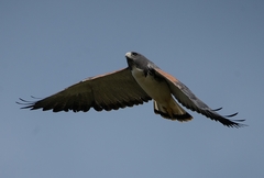 Geranoaetus albicaudatus