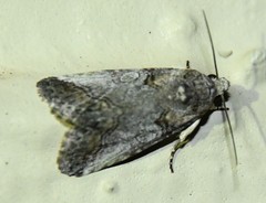 Aleptina
