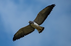 Geranoaetus albicaudatus