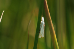 Crambus uliginosellus