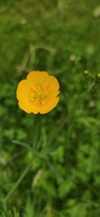 Ranunculus acris