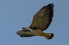 Geranoaetus albicaudatus