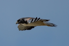 Geranoaetus albicaudatus
