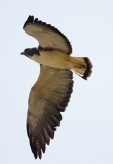 Geranoaetus albicaudatus