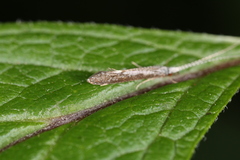 Leptocerus americanus