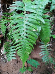 Blechnum appendiculatum
