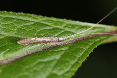 Leptocerus americanus