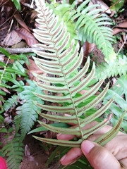 Blechnum appendiculatum