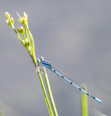 Enallagma doubledayi