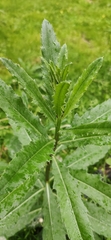 Cirsium arvense