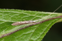 Leptocerus americanus