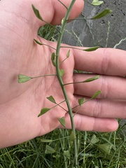 Capsella bursa-pastoris