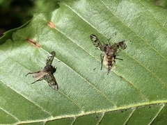 Furia ithacensis