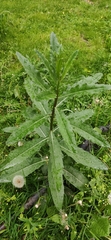 Cirsium arvense