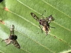 Furia ithacensis
