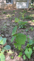 Menispermum canadense