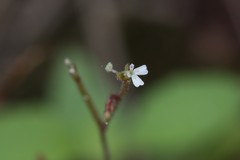 Stylidium tenerum